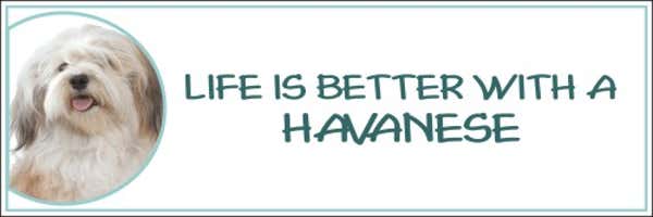 Life is Better with a Havanese Decal