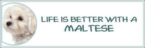 Life is Better with a Maltese